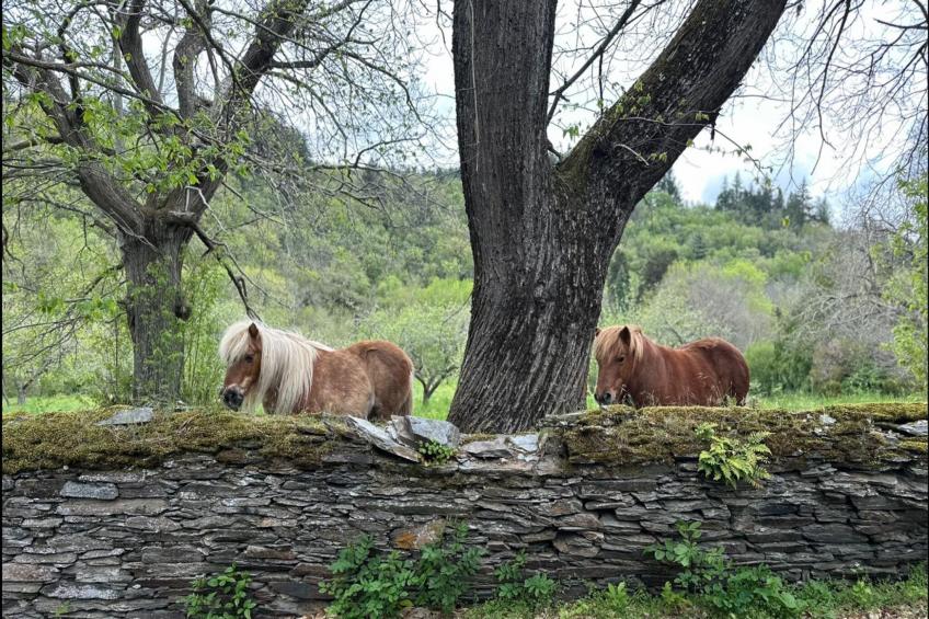 Le Moulin de Camelière - foto 37