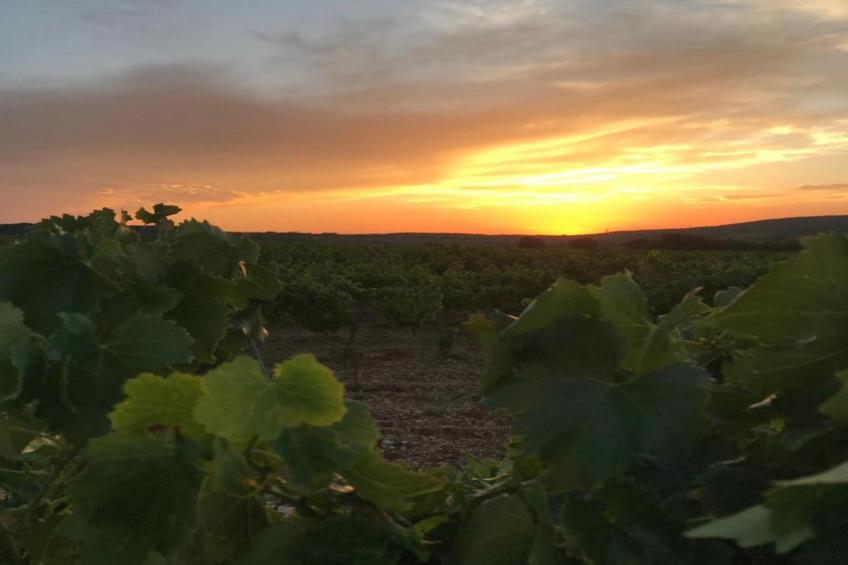 Villa Ollie - foto 37