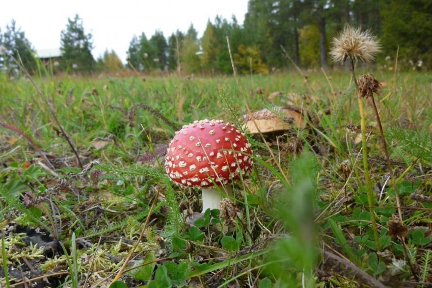 in Sorsele mit Gemeinsamem Garten - foto 16