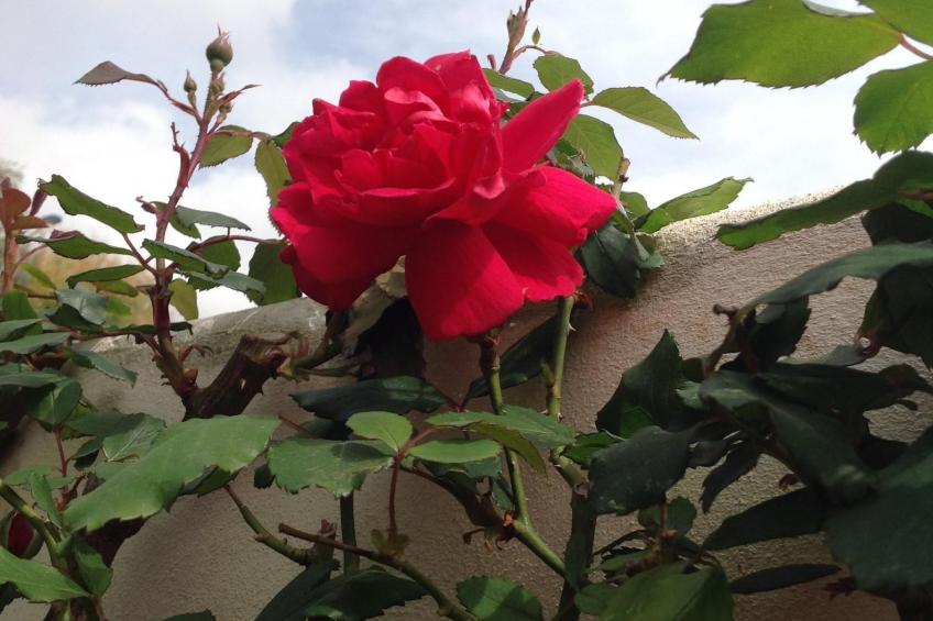 Appartement in Donnalucata mit Großem Garten - foto 16