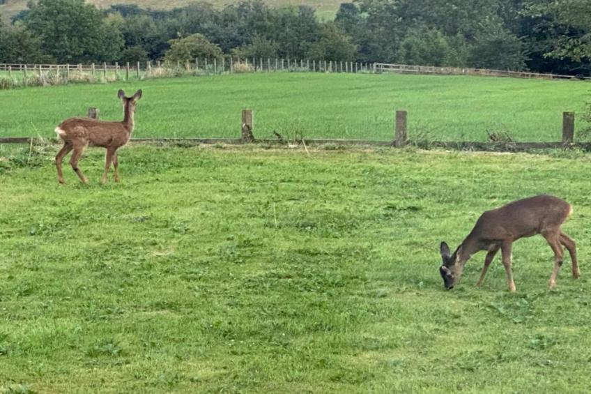 Humbleton Glamping - foto 13