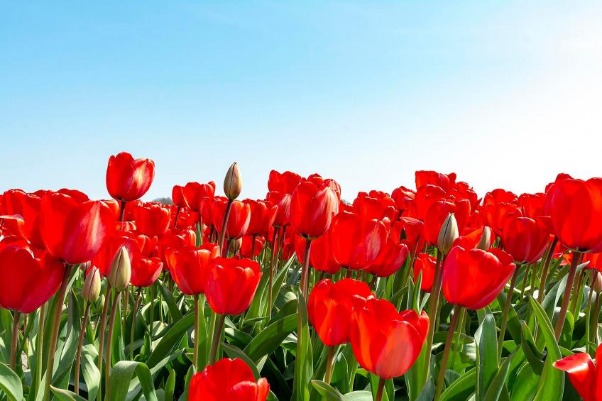 Sandepark 66 - foto 22