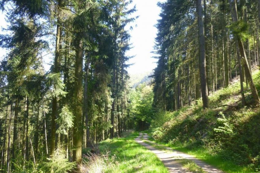 Moseljuwel-Traumferien Ferienwohnung - foto 28