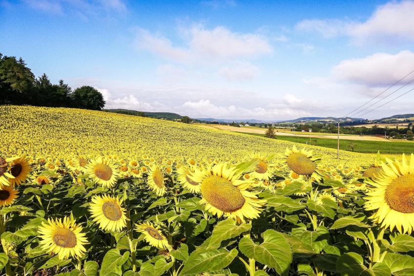 Villa Tournesol - foto 20