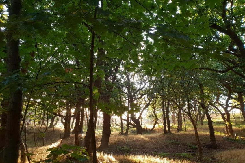 Twee Duinen - foto 32