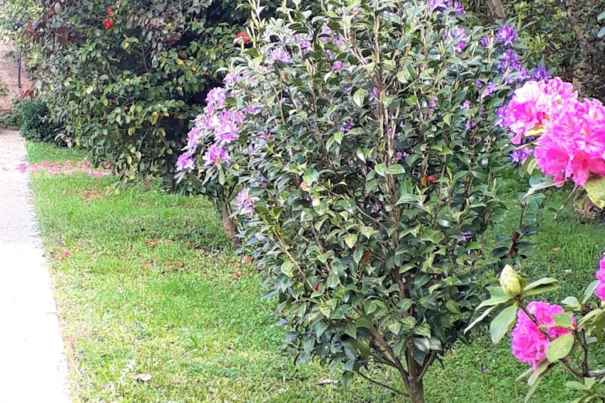 Quinta D'Avó Amélia, wunderschönes Landhaus zwischen den Bergen und dem Meer - foto 44