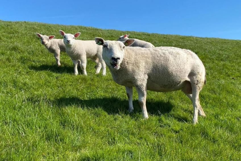 4-persoons bungalow Sondel 37 - foto 34