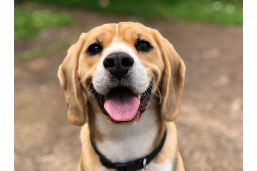 Safari Tenten met Sanitair 4 personen - foto 21