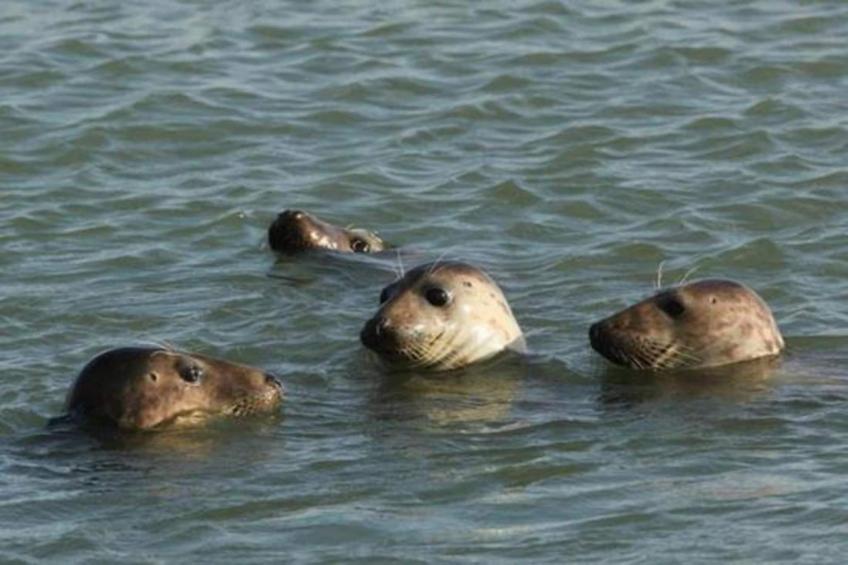 Licykreken - foto 33