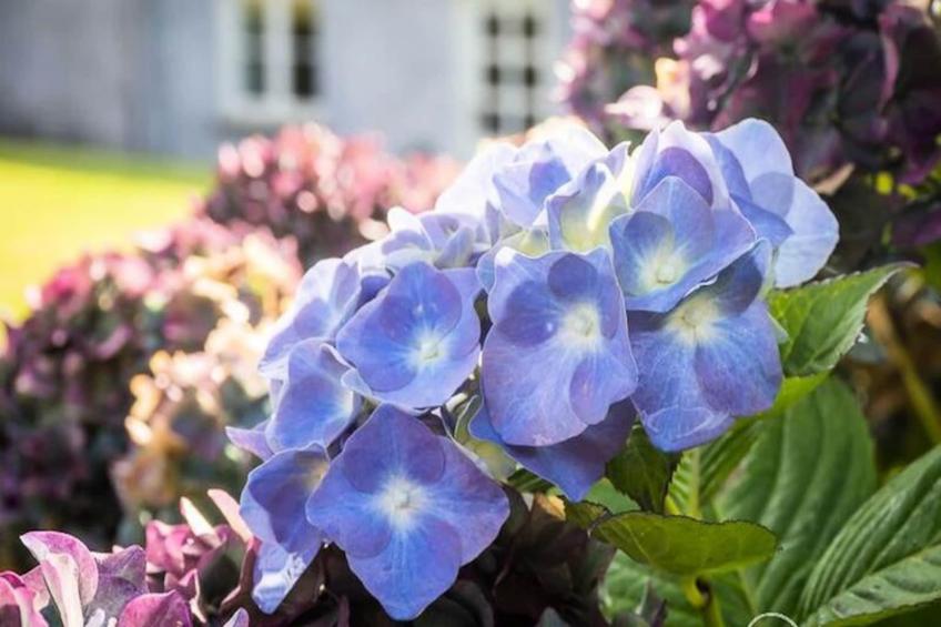 Maison à Clifden Galway - foto 39