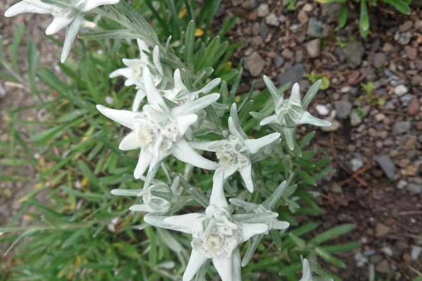 Alpen-Paradies Edelweiss Urnäsch