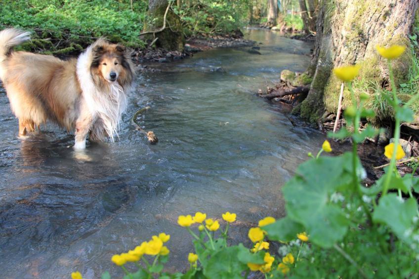 Ferienvilla mit eigener Sauna - foto 39