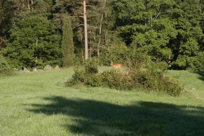 Idyllisches Bauernhaus in Småland - foto 19