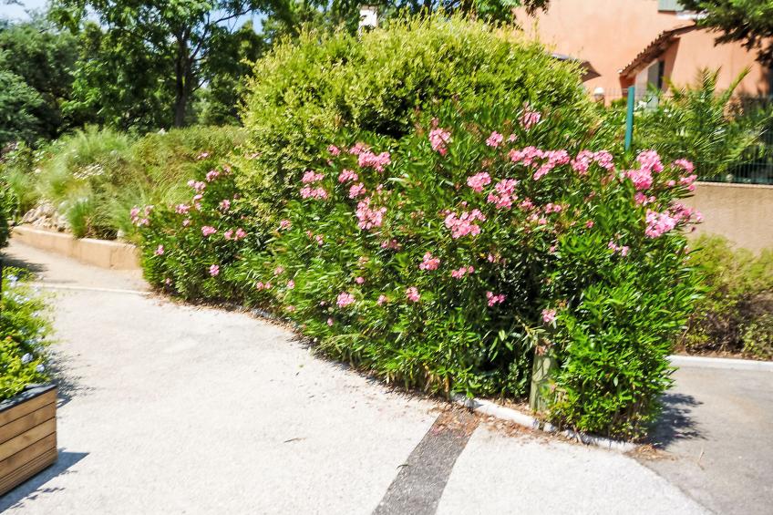 Les Restanques Golfe Saint Tropez - foto 19