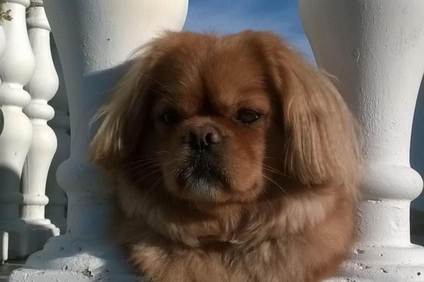 Appartement - foto 21