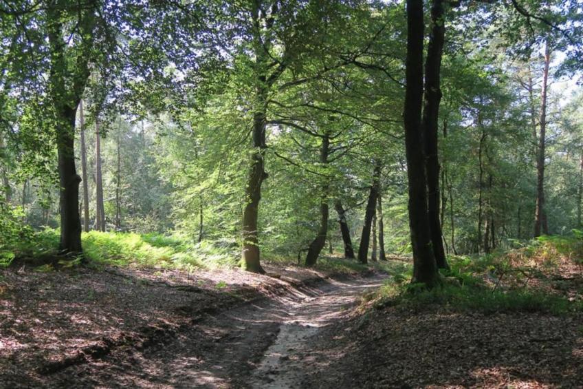 Park Haarle - foto 19