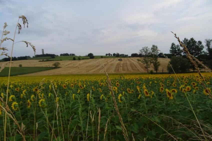 Ecolodge en Sequoia - foto 21