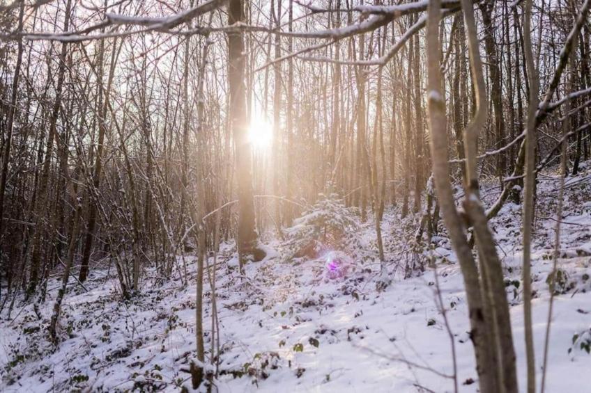 Calm and charming house 2 - Vresse-sur-Semois - foto 33