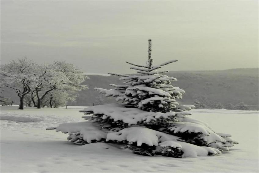 Bungalow Typ B 4P - Camping Park in der Eifel - foto 40