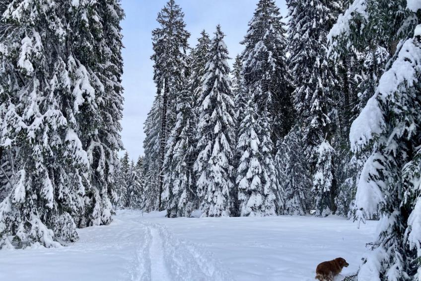 Maison de vacances - LM - foto 41