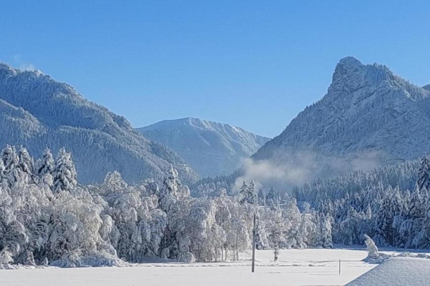 Sonnenblume - foto 23