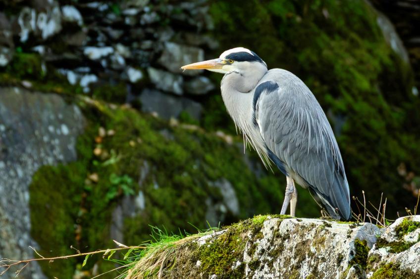 Bod Gwynedd - foto 3