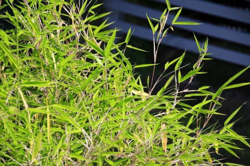 in Storkow mit Schönem Garten - foto 32