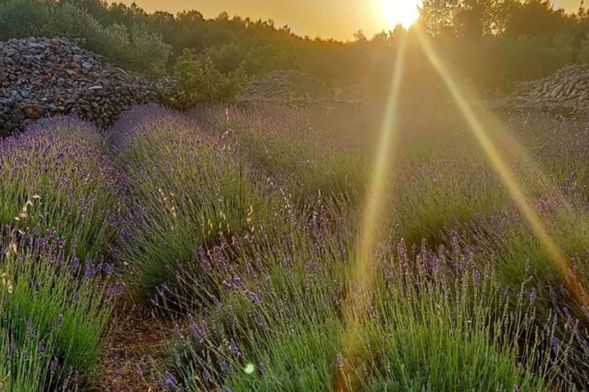 Haus Jakov direkt am Meer - Insel Hvar - foto 49