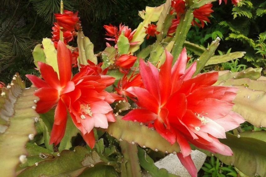 in Zlarin mit Schönem Garten - foto 45