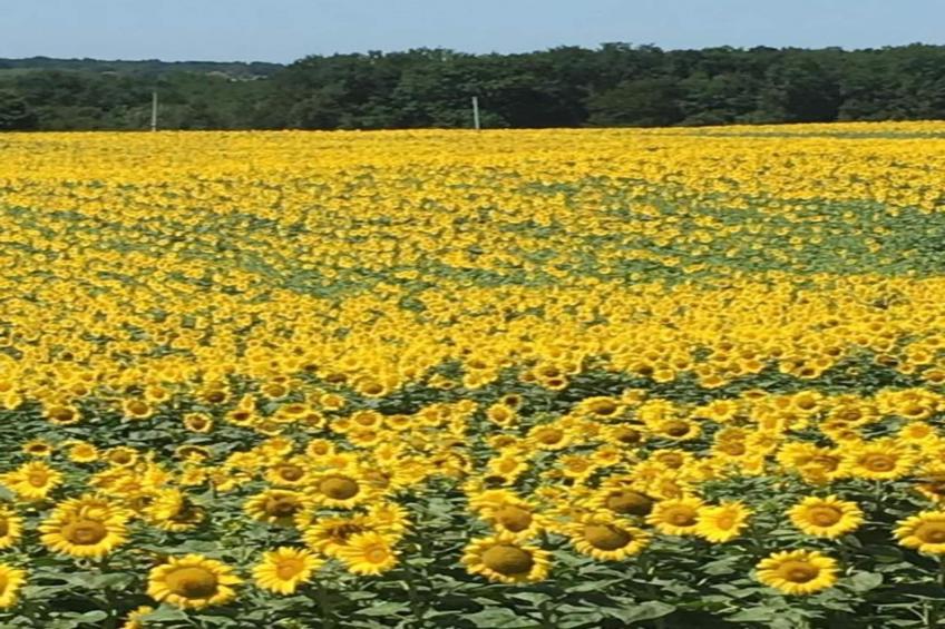 La Coquette - foto 32