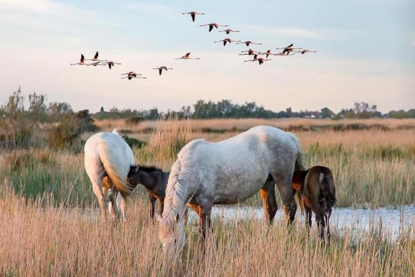 Cap Camargue A N 14 - 2P4 - foto 14