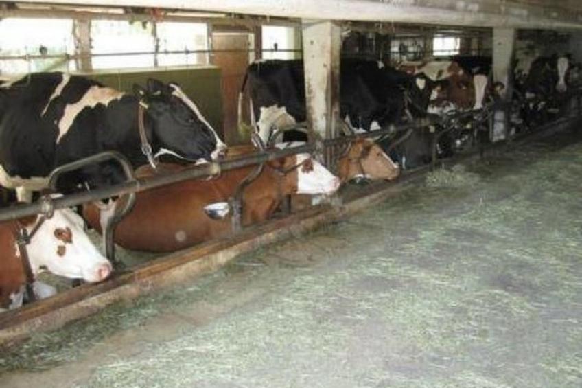 Farbhaus Bleiche - foto 6