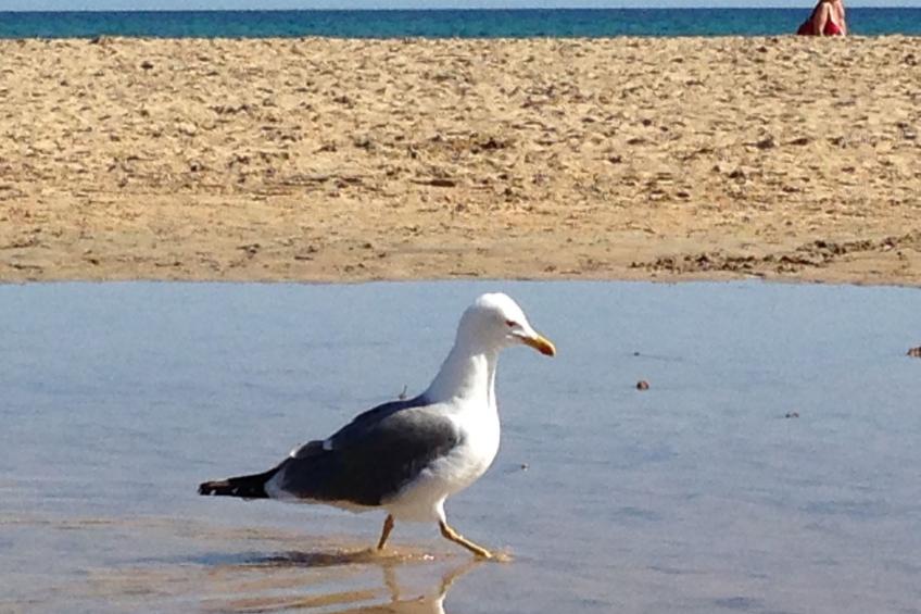 "Jandia" mit Wasserblick - foto 45