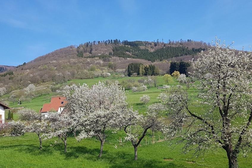 im Elsass in Breitenbach - foto 8