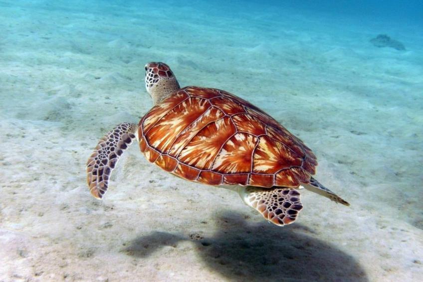 Reef 5 Blue Bay, Strand Golf Meerblick, Curacao - foto 9