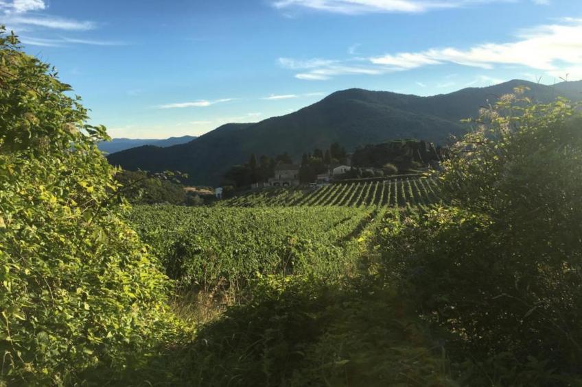 Sangiovese - foto 33