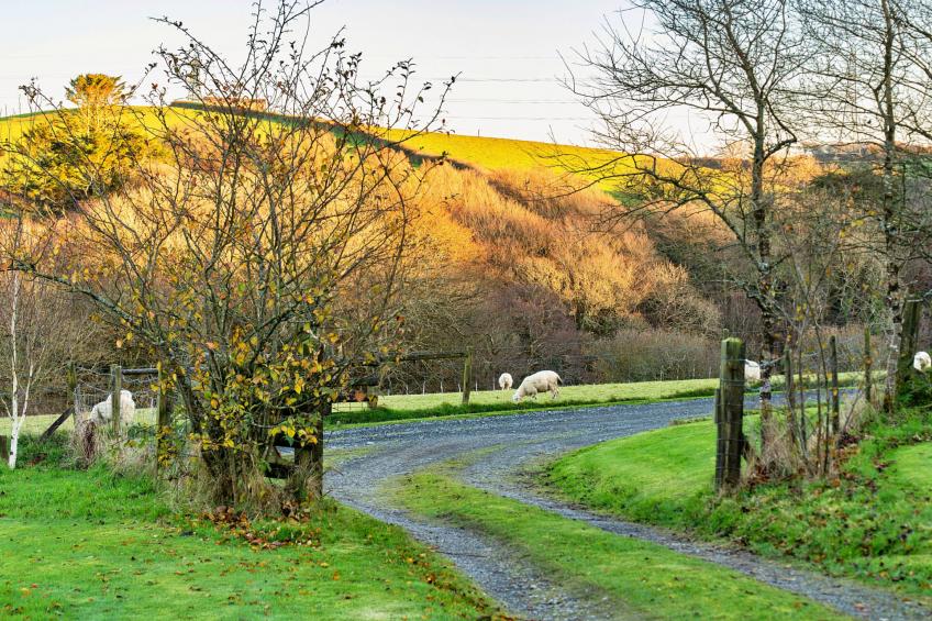 Jenny Wren - foto 12