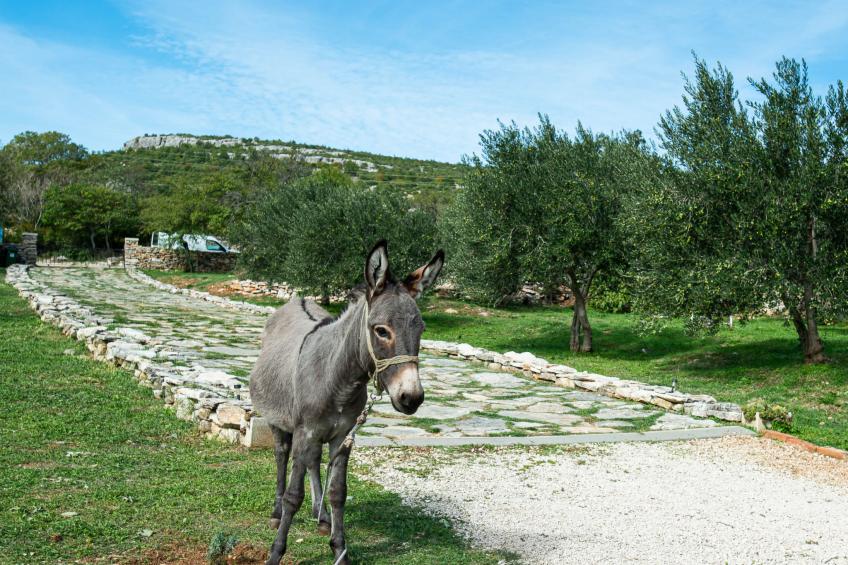 Country House Irena with pool - foto 3