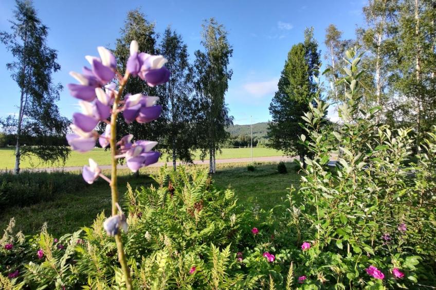 Schöne große "Villa Stolle" 9 Personen 2 Bäder - foto 8