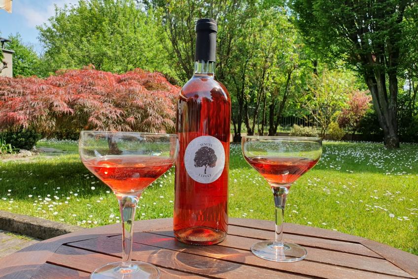 Flache Kornblume - foto 46