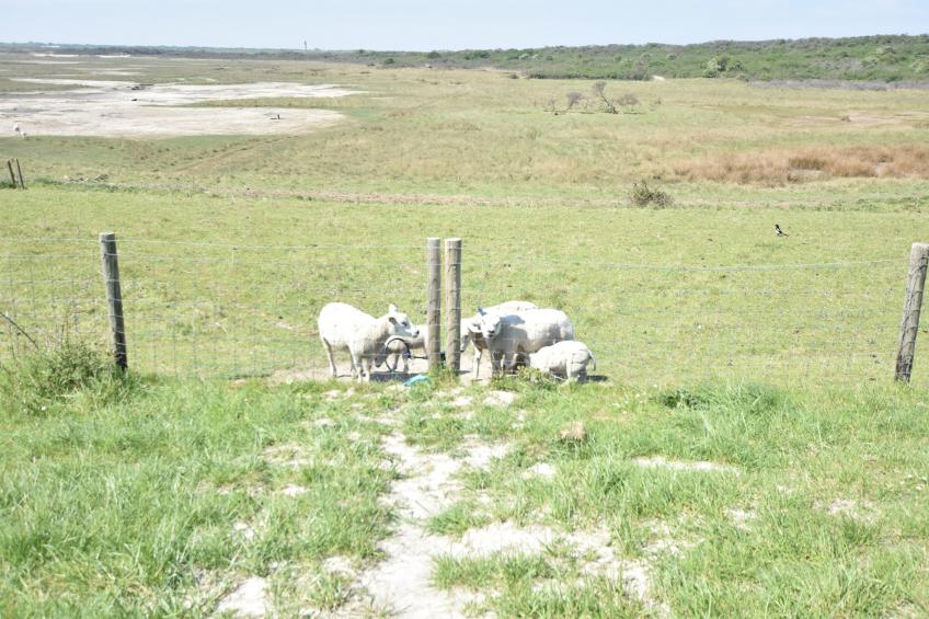 't Schuurtje - foto 23