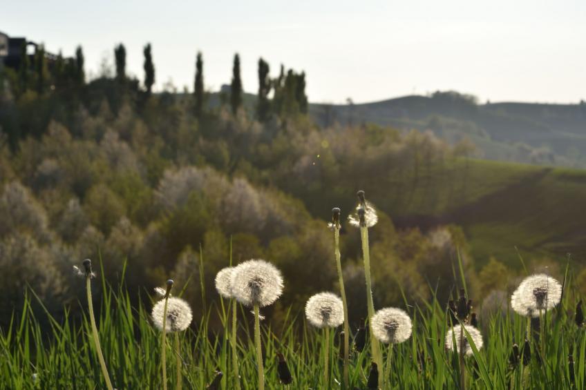 Miniloft-Siedlung mit Schwimmbad - foto 19