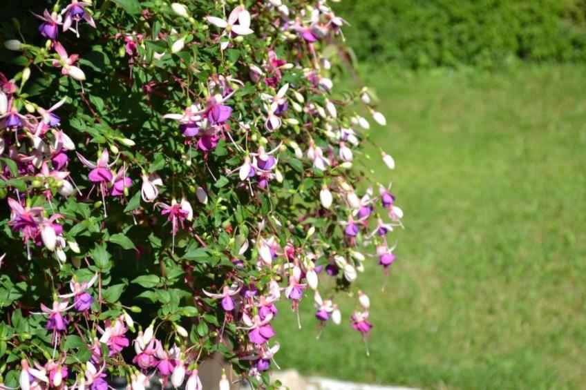 Le petit Nichoir - foto 19