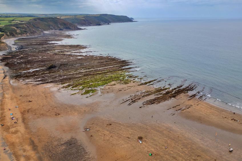 Sea Thrift at Widemouth Bay - foto 15