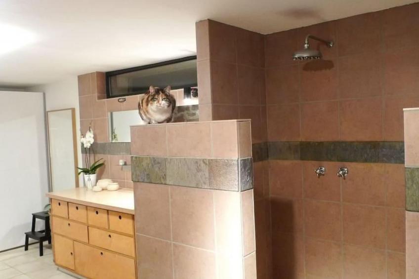 in Walscheid mit Terrasse, Grill - foto 20