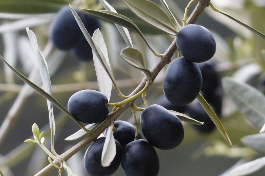 Charmantes Ferienhaus in Ciciano mit Grill, Garten und gemeinsamem Pool und Pan - foto 21