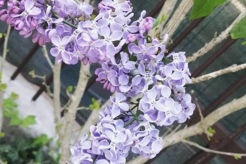 Ein-Zimmer-Wohnung 'Romantica' mit Terrasse - foto 11