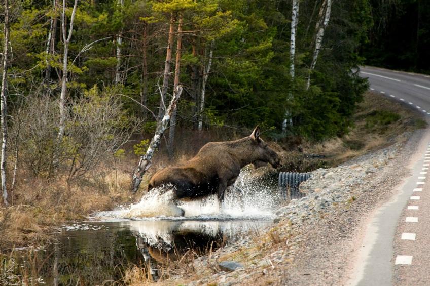Schwedisches Glück, zwischen Wäldern und einem See - foto 39