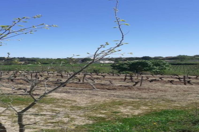 Coccinelles - foto 36