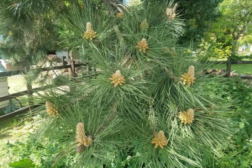 Wisteria at the Rookery - foto 22